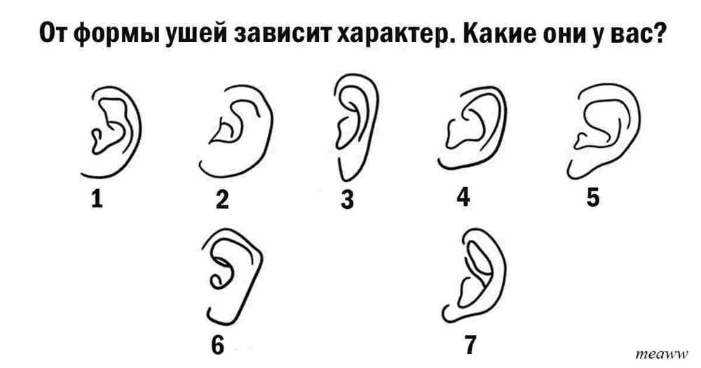 Как определить характер человека по ушам