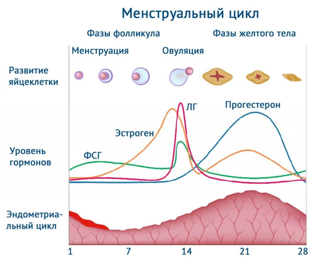 Секс во время месячных: можно ли заниматься интимной жизнью при менструации