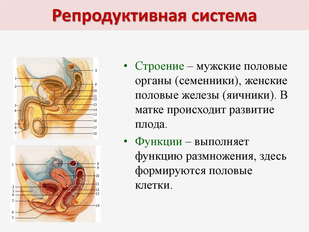 9 фактов о клиторе, которые должен знать каждый мужчина! - новости на sokol-online