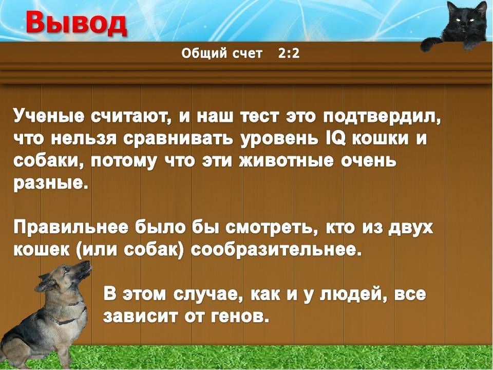 Кошатники vs собачники: психология людей, предпочитающих разных питомцев