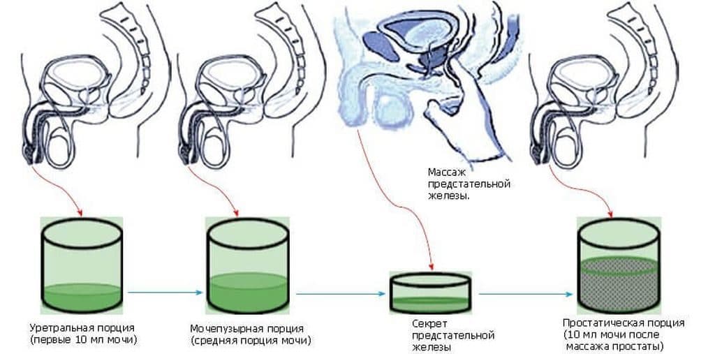 Анальный оргазм у мужчин: как получить, польза, виды стимуляции | zaslonovgrad.ru