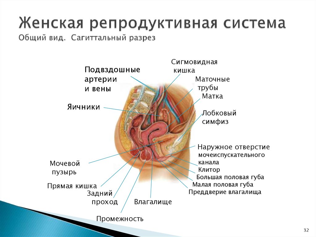 8 истин о клиторе, которые неизвестны даже женщинам… мы приоткроем завесу тайны! - копилочка универсальная