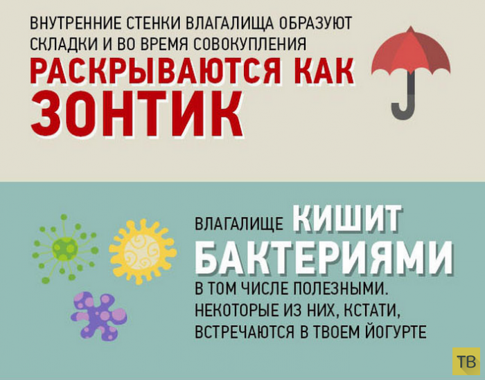 По женской части: 9 невероятных фактов о вагине, которые вы могли не знать - zozhsport